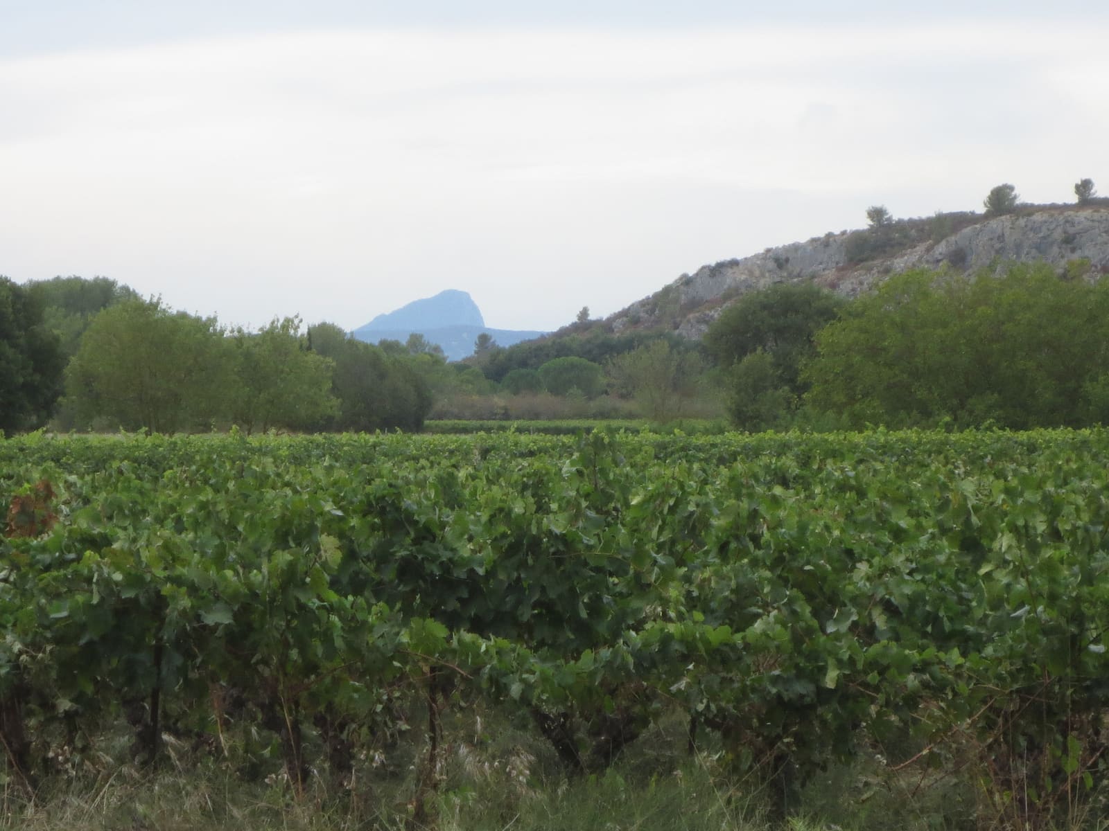 Vignobles avec le Pic Saint-Loup en arrière-plan